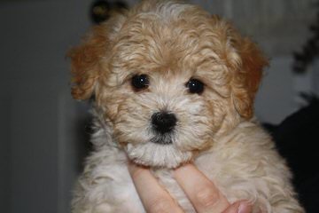 Malti-Poo - Dog and Puppy Pictures