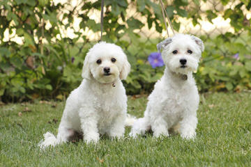 Fischer’s Fairytale Teacup & Tiny Maltipoos, & Yorkipoos - Dog Breeders