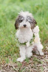 Malti-Poos Toy And Teacups - Dog and Puppy Pictures