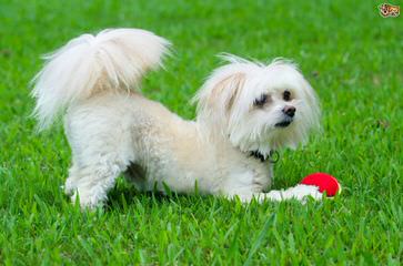 Maltese-Poodle - Dog and Puppy Pictures