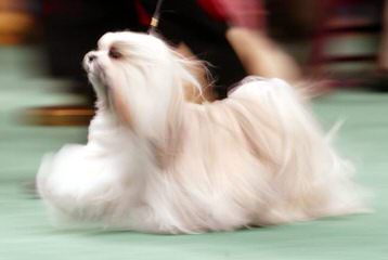 Rolling Meadows Shichon, Maltipoo Puppies - Dog Breeders