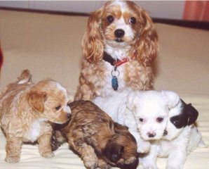 Riverside Puppies: Home Raised Maltipoos - Dog Breeders