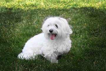 Rolling Meadows Shichon, Maltipoo Puppies - Dog and Puppy Pictures