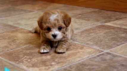 Maltipoo Puppies - Dog and Puppy Pictures