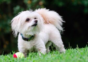 Oodles Of Poodles And Poodle Mixes - Dog Breeders