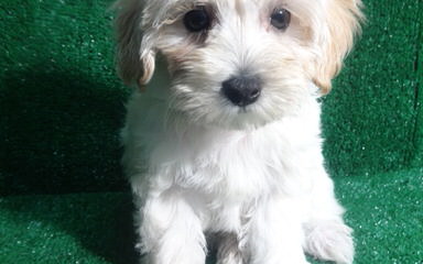 Malti-Poo - Dog and Puppy Pictures