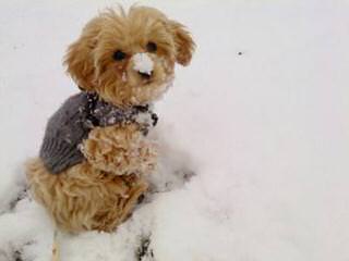 Maltese-Poodle - Dog Breeders