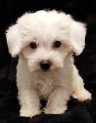 Timbercreek’s F1 Hybrid Malti-Poo Puppies - Dog Breeders