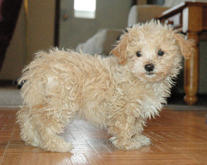 Maltipoo puppys - Dog Breeders