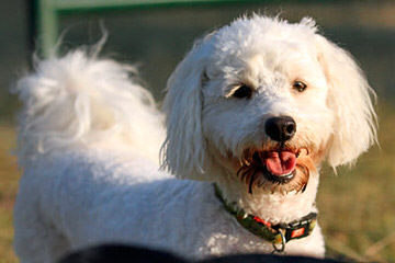 Malti-Poo - Dog Breeders