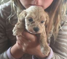 Timbercreek’s F1 Hybrid Malti-Poo Puppies - Dog Breeders