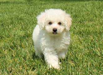 Maltipoo Pups - Dog Breeders