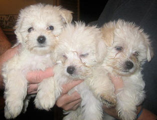 Maltese-Poodle - Dog Breeders