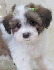 Maltipoo puppys - Dog Breeders