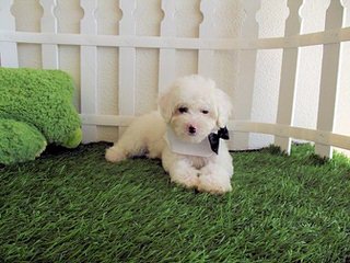 Poos-4-U.. We Are A Maltipoo At Heart ! - Dog and Puppy Pictures