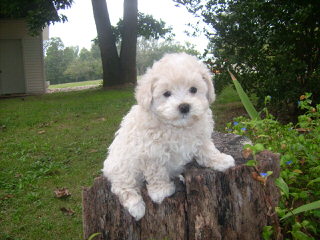 Maltipoo puppys - Dog and Puppy Pictures