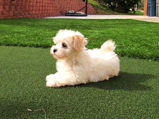 Jennifer J’s Toy Breeds - Dog and Puppy Pictures