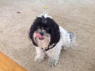 Timbercreek’s F1 Hybrid Malti-Poo Puppies - Dog Breeders