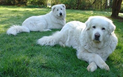 Maremma Sheepdog Dogs and Puppies