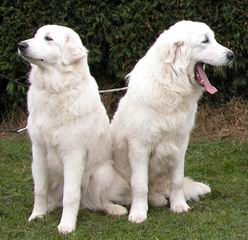 Maremma Puppies -Sale! - Dog and Puppy Pictures