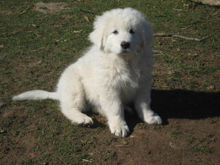 Maremma Puppies -Sale! - Dog Breeders