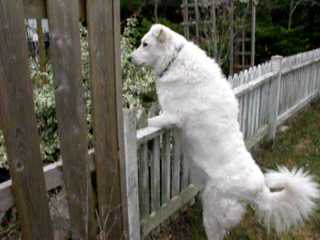 Whippoorwill Farm Maremma Sheepdogs - Dog and Puppy Pictures