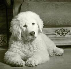 Maremma Puppies -Sale! - Dog Breeders