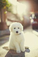 Maremma Puppies For Sale From Working Parents! - Dog and Puppy Pictures