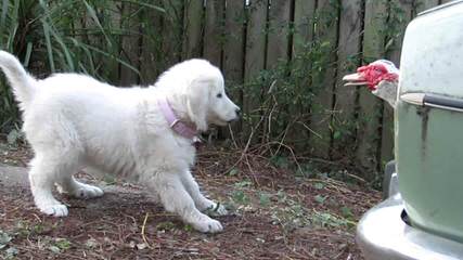 Whippoorwill Farm Maremma Sheepdogs - Dog and Puppy Pictures