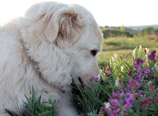 Maremma Puppies For Sale From Working Parents! - Dog Breeders