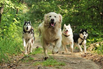 Mareematogoodhome - Dog Breeders