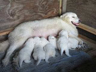 UP Woodland Farm - Dog and Puppy Pictures