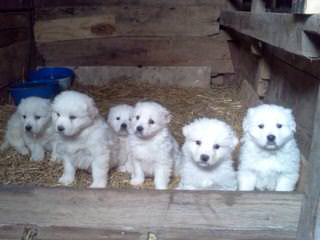 Golden Spiral Icelandics - Dog and Puppy Pictures