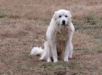 Allevamento del Montelarco - Dog and Puppy Pictures