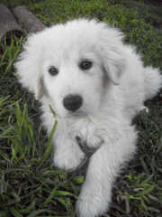 Maremma Puppies For Sale From Working Parents! - Dog and Puppy Pictures