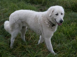 Golden Spiral Icelandics - Dog Breeders