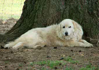 Parcodaini - Dog Breeders