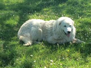 Maremma Puppies -Sale! - Dog and Puppy Pictures