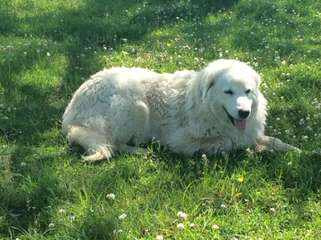 Windance Farm Maremmas - Dog and Puppy Pictures