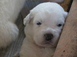Whippoorwill Farm Maremma Sheepdogs - Dog and Puppy Pictures