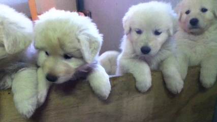 Maremma Puppies -Sale! - Dog Breeders