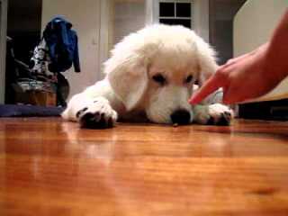 Maremma Puppies -Sale! - Dog and Puppy Pictures