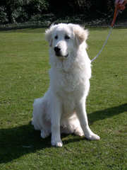 Maremma Puppies For Sale From Working Parents! - Dog and Puppy Pictures