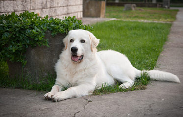 Golden Spiral Icelandics - Dog and Puppy Pictures