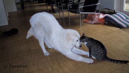 Whippoorwill Farm Maremma Sheepdogs - Dog and Puppy Pictures