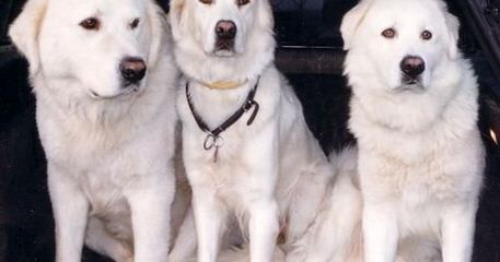 Allevamento del Montelarco - Dog Breeders