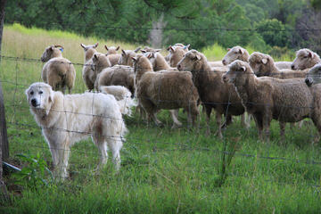 Allevamento della Collina di Revigliasco - Dog Breeders