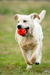 Allevamento del Montelarco - Dog and Puppy Pictures