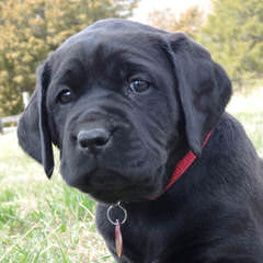For Sale: Mastador Puppies - Dog and Puppy Pictures