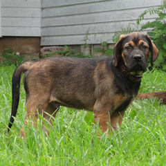 For Sale: Mastador Puppies - Dog and Puppy Pictures